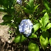 Plants: image 77 Of 94 Thumb