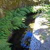 Plants: image 2 0f 16 thumb