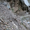 Plants: image 15 0f 10 thumb